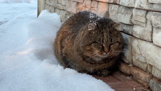 Посидеть и помечтать - это полезно. Кототерапия. Милые котики. Барсик.