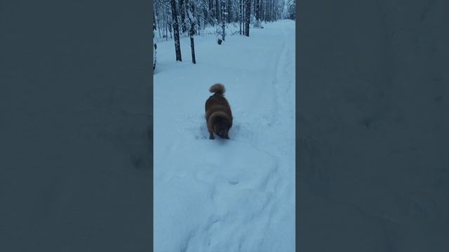 покувыркалась в лесу красотка хитропопая#shorts