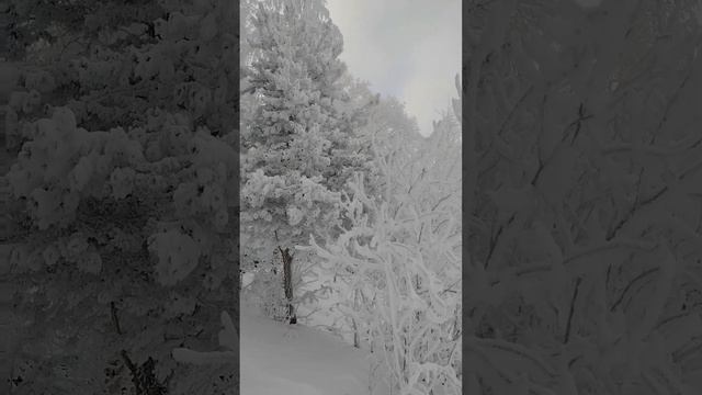 Рождественские снежные узоры в Твери.