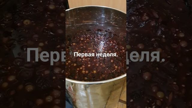 Домашнее вино. Первая неделя брожения.