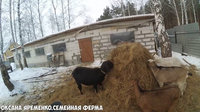 Козы живут на улице