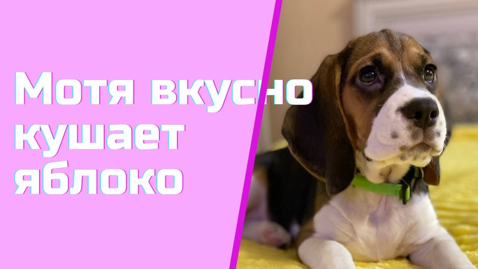 Бигль Мотя Вкусно Кушает Яблоко / Beagle Motya Tasty Eating Apple