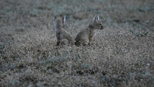 Детский сад в степи