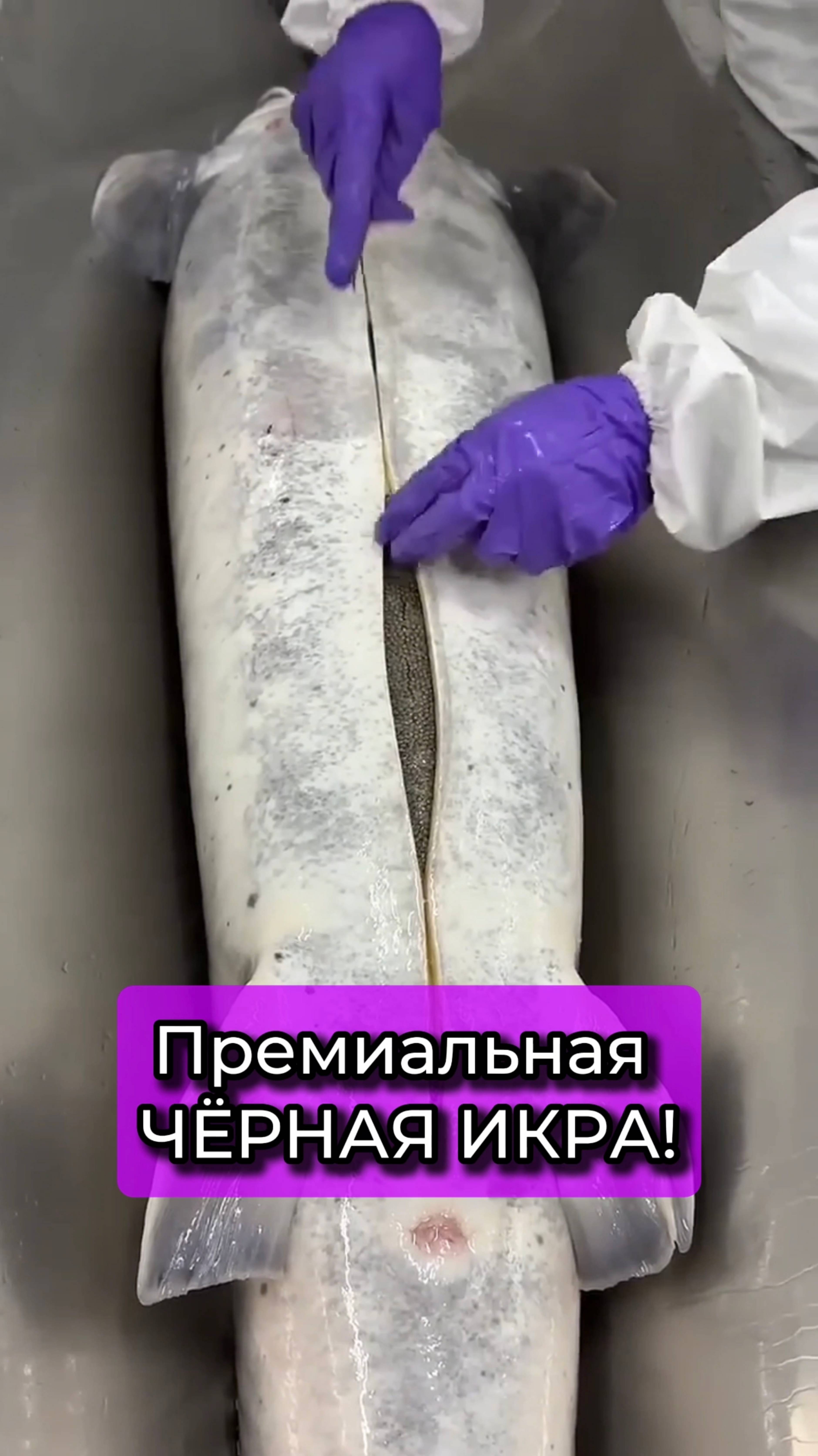 😱 Сбор ЧЕРНОЙ ИКРЫ | Мир производства элитных продуктов питания #суши #роллы #еда #икра