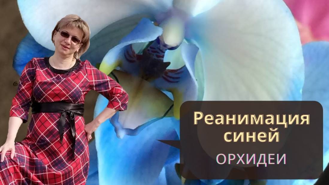 РЕАНИМАЦИЯ СИНЕЙ ОРХИДЕИ | Как спасти Орхидею без корней