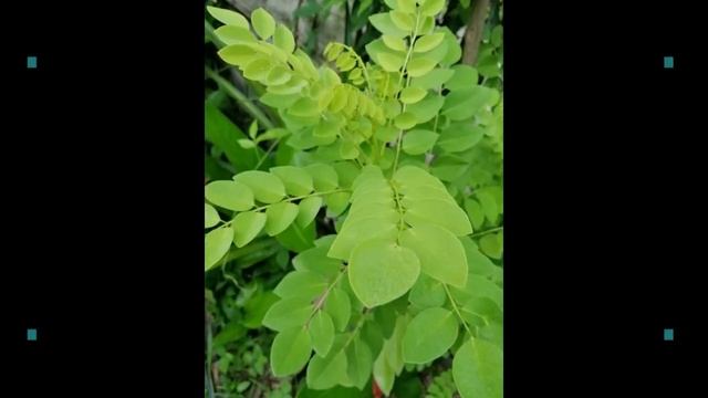 MADRE de CACAO (kakawate) as Natural PESTICIDE or INSECTICIDE | mosquito repellent