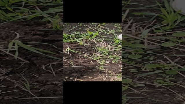 прогулка по полю