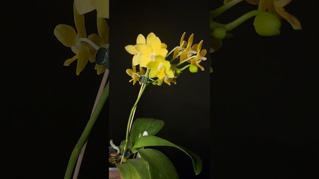 Phalaenopsis I-Hsin Golden Tangerine Ice V