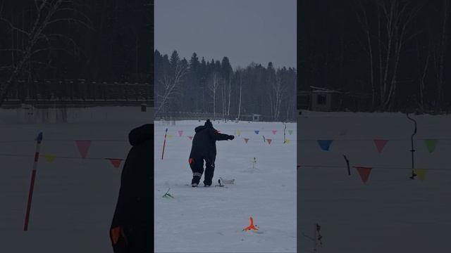Поимки форели после запуска