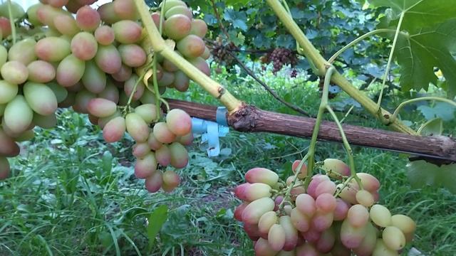 Гф Днепровская ривьера селекции Калугина В. М. с красивой и вкусной ягодой.