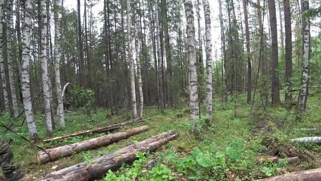 Строю хижину из гнилушек. С этой пилой я не пропаду! Что я поймал в реке!