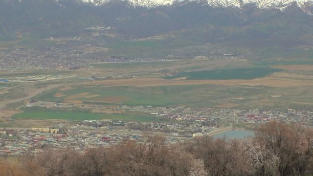 Тянь-Шаньская сакура в горах Буритау