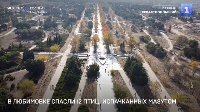 В Любимовке спасли 12 птиц, испачканных мазутом