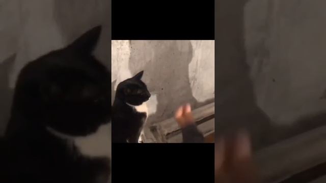 кот с невидимым щитам