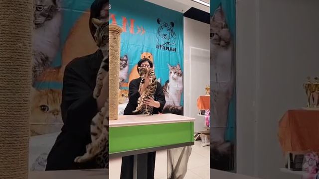 Малышка Бу у эксперта на выставке