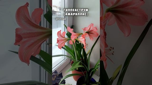 Подарки на Рождество
