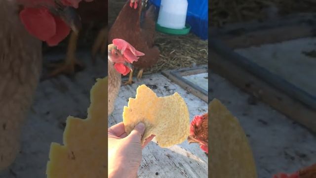 Chickens peck on yellow corn tortilla #shorts