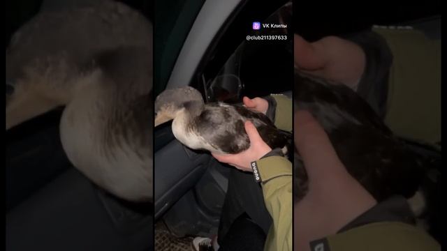 спасает птиц