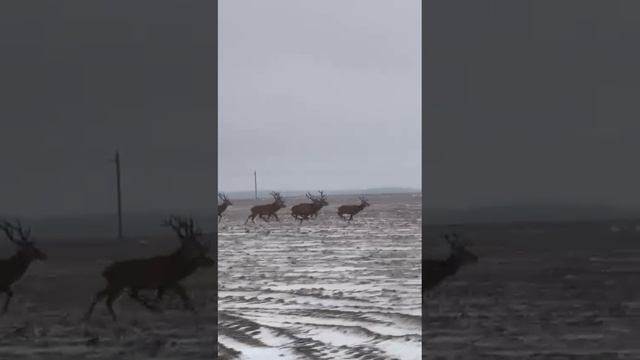 07-01-2025 Олени