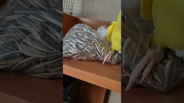 Самые ласковые крохи только у нас #ожереловыйпопугай