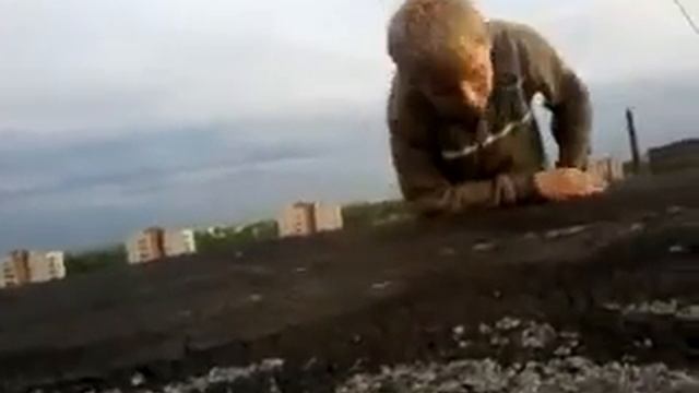 серый испугал вадика.