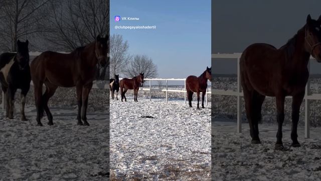 На солнышке греются #лошади #конюшня #животные #зима #horse