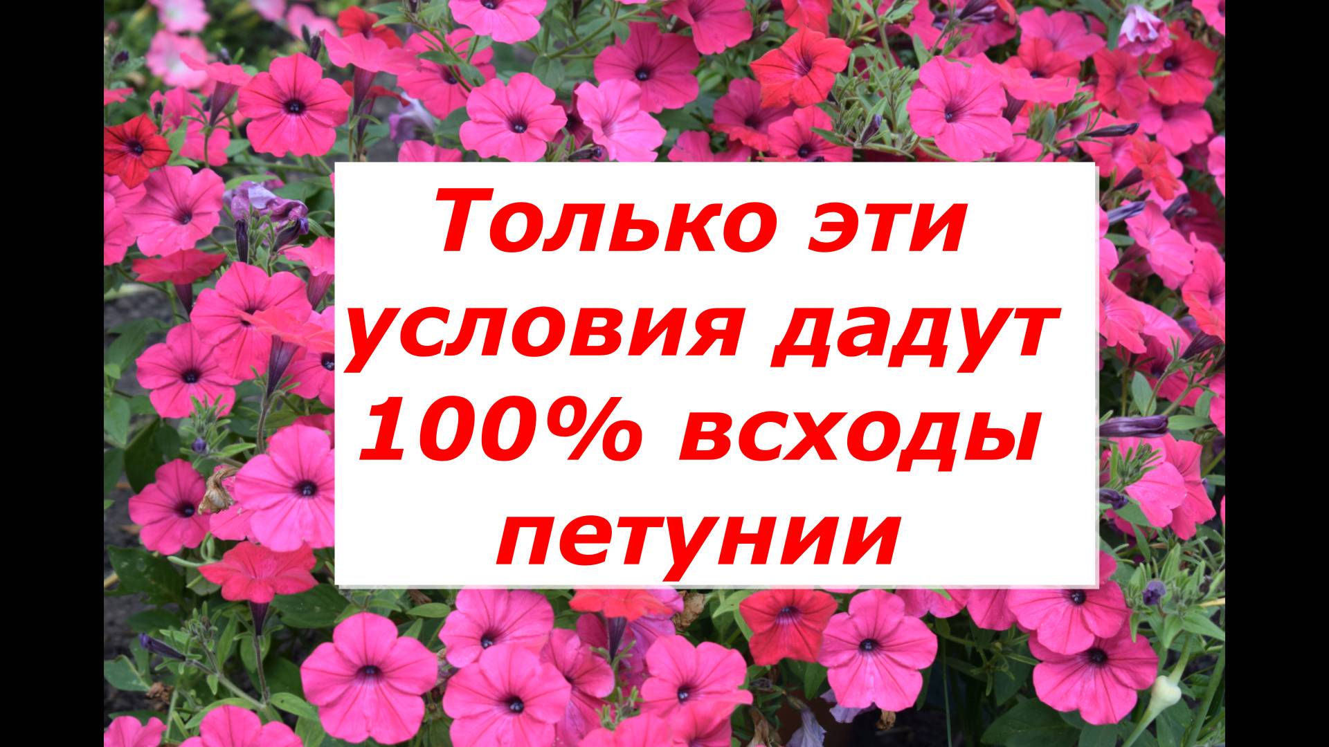 Самые важные условия посева петунии в грунт для 100% всходов. #цветы #петуния #рассада