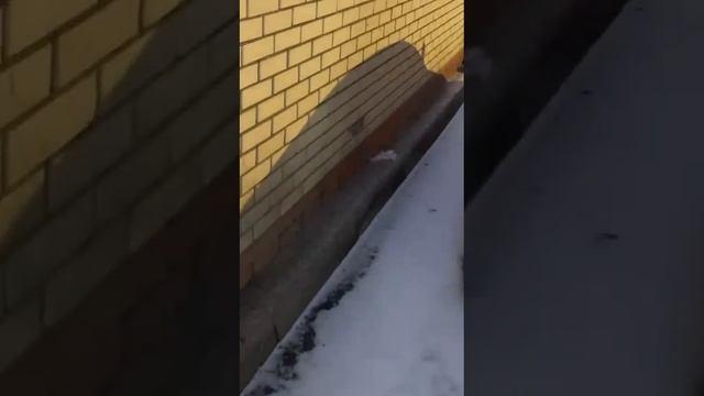 😱Хулиганы разбивают машины в Очаково-Матвеевском, скидывая на них пакеты со льдом😱