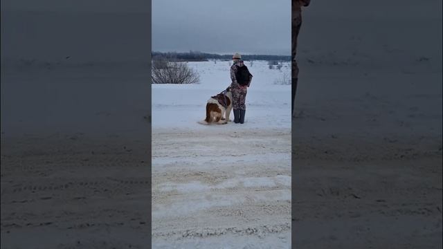 сенбернар Булочка,  команда "рядом ".