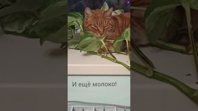 Мечта котика.