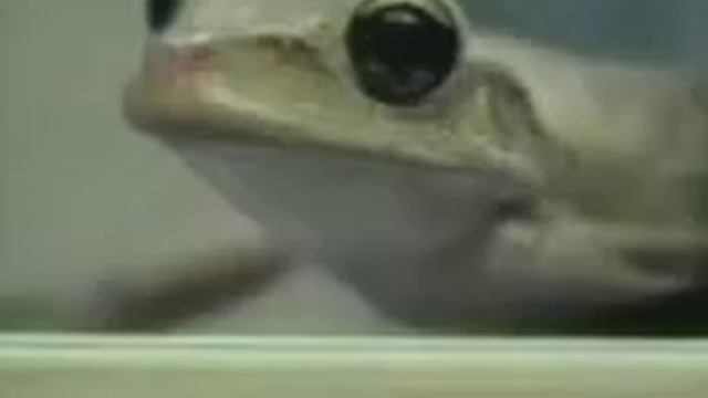 штоб я лопнул
