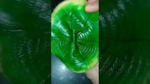 Delicious Green Paratha👌🏻🍽️#2024trends #paratha #trendingshorts #ytshorts #viral #foodlover #videos