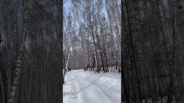 Березовая роща в 8 марта