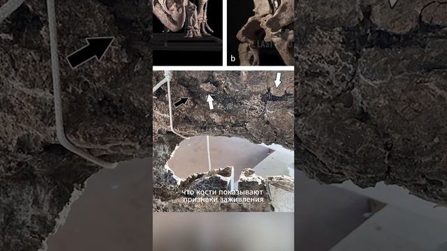 Почему Трицератопс самый Страшный травоядный динозавр