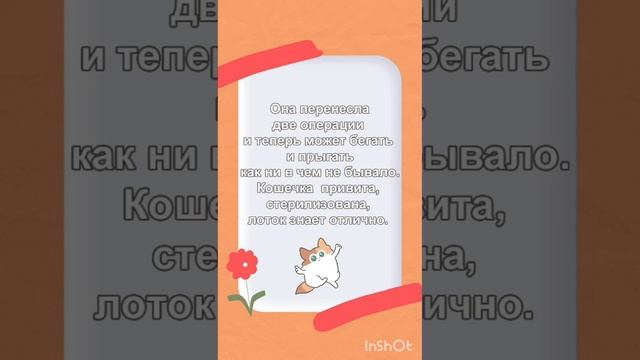 ✨ Белла - ласковая кошечка ищет дом. ❤🐈