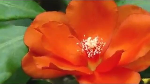 Цветы и музыка