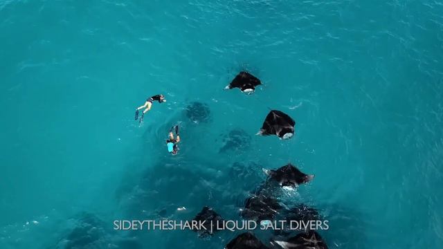 Swimming with Manta rays @ Hanifaru Bay - Baa Atoll - Maldives - Youtube