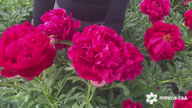 King's Ransom peony. Кингс Рэнсом пион. Пулков сад (2024 г)