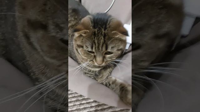 сигма