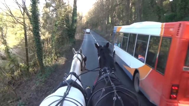 Retraining a runaway shire - Roxy in harness.