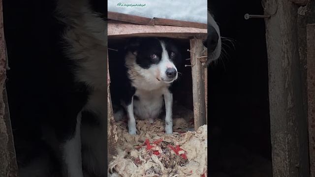 Бимка на территории своей 💖🐕😘