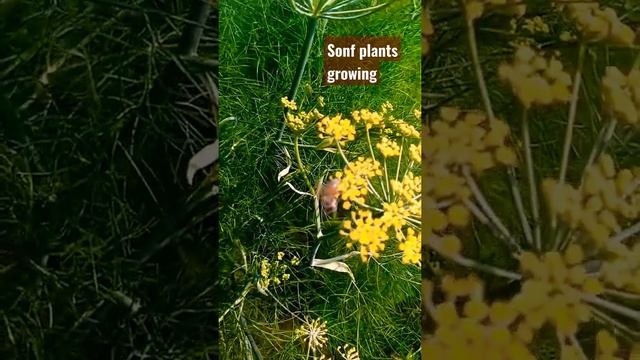 # sonf plants growing #shorts #youtubeshortvideo #trending #viral #newvideo #sonfplants #fennel