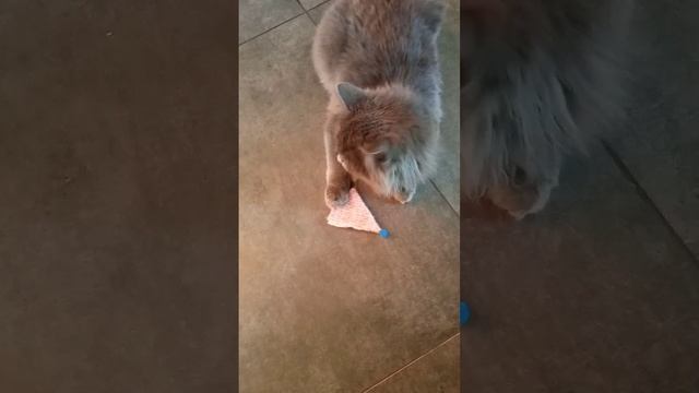 lv_0_20250107074807.mp4
Сонины игрушки