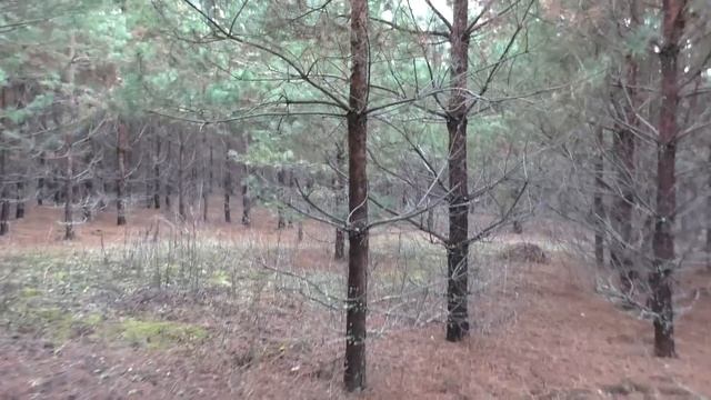 ВОТ ТАК НАХОДКА В ЛЕСУ! Грибы в ноябре НАШЁЛ 4 ВИДА ГРИБОВ!