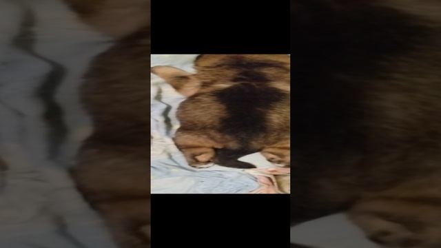 Щенки немецкой овчарки