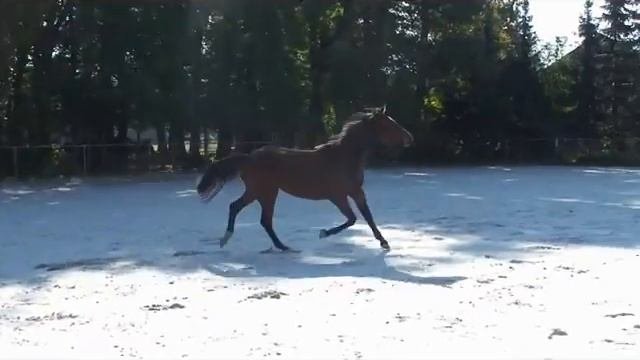 Desideria HaB v. Cassilano Sold!