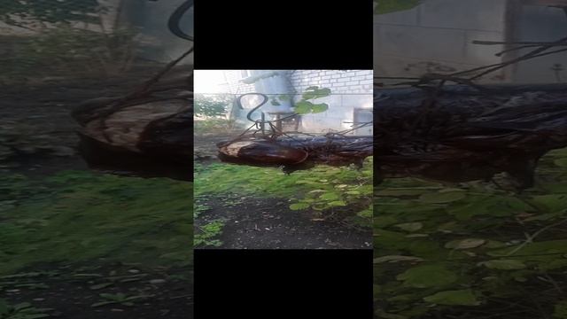 сом