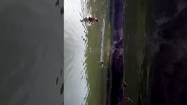 Открытие купального сезона