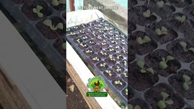 #SHORT 11 LETTUCE SEEDLINGS  #farming #hydroponics #lettuceseedlings