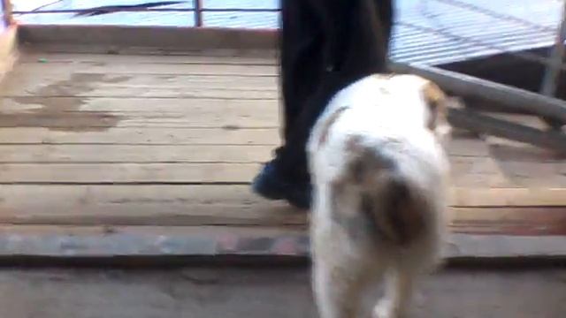 САО Гек. Это страшное сооружение - надземный переход!